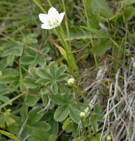 Sumpf-Herzblatt (Parnassia palustris) 9.7.2011 Allgu Alpen Fellhorn NIKON2 011