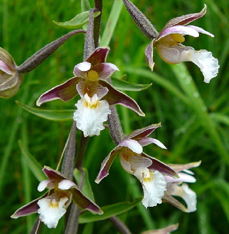 Sumpf-Stendelwurz  Epipactis palustris 2011-07-14 Bad Reichenhall, Weissbach u. Jochberg 090a