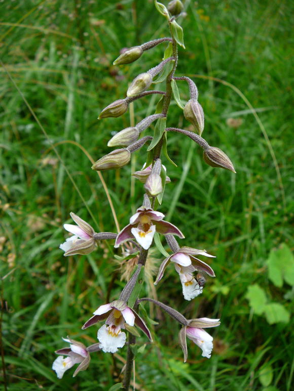 Sumpf-Stendelwurz  Epipactis palustris 2011-07-14 Bad Reichenhall, Weissbach u. Jochberg 070