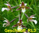 Sumpf-Stendelwurz  Epipactis palustris kl.