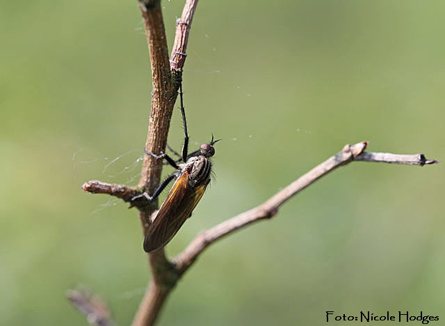 Tanzfliege 5-Mai09-Brachacker-beiMlldeponie-1-N
