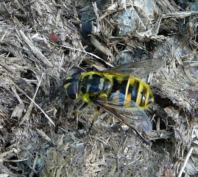 Totenkopf-Schwebfliege (Myathropa florea Weibchen Mai 2011 Viernheimer Wald westlich A67 056
