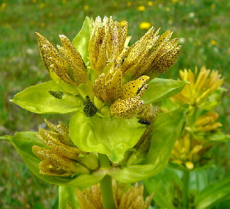 Tpfel-Enzian (Gentiana punctata) Urlaub 2011 9.7.2011 Allgu Alpen Fellhorn Oberstdorf-Faistenoy 118a