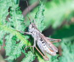 Verkannte Grashpfer (Chorthippus mollis) Mnnchen kl.