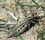 Verkannter Grashpfer Chorthippus cf. mollis kl.