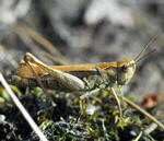 Verkannter Grashpfer Chorthippus mollis  kl.