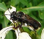 Verwandte Sandbiene Andrena proxima kl.