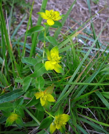 Vielfarbige Wolfsmilch (Euphorbia cf. epithymoides) evtl. Warzige Wolfsmilch 12.7.2011 Zugspitze u. Krn Wiese 142