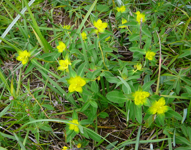 Vielfarbige Wolfsmilch (Euphorbia cf. epithymoides) evtl. Warzige Wolfsmilch 12.7.2011 Zugspitze u. Krn Wiese 139