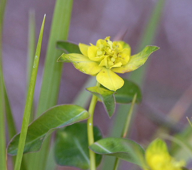 Vielfarbige Wolfsmilch (Euphorbia cf. epithymoides) evtl. Warzige Wolfsmilch 12.7.2011 Zugspitze u. Krn Wiese NIKON 074