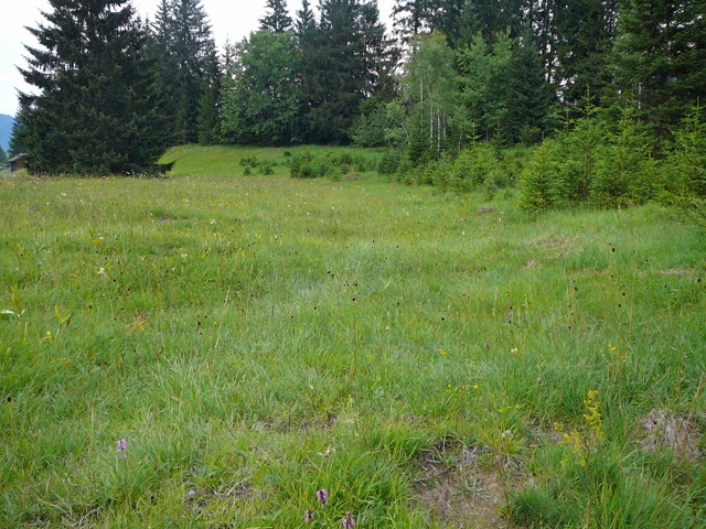 Vielfarbige Wolfsmilch (Euphorbia cf. epithymoides) evtl. Warzige Wolfsmilch 12.7.2011 Zugspitze u. Krn Wiese 141
