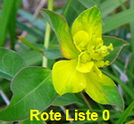 Vielfarbige Wolfsmilch (Euphorbia cf. epithymoides) kl.