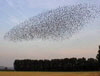 Vogelschwarm 14