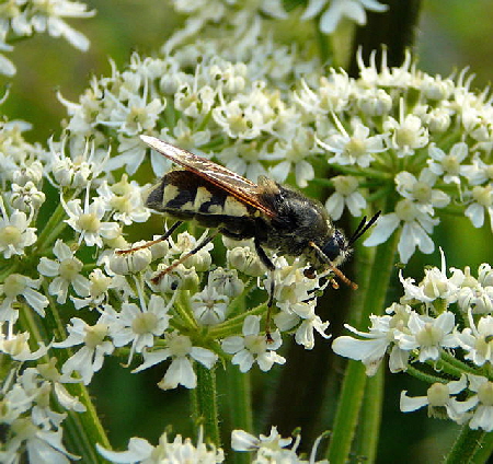 Waffenfliege 3 Stratiomys singularior Urlaub 2010 28.7.2010 Bunde-Dollart 144