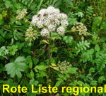 Wald-Engelwurz - Angelica sylvestris kl.