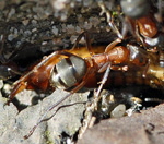 Waldameise Formica spec. kl.