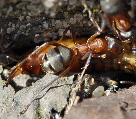 Waldameise Formica spec. Mrz 2012 Bienen FFH Reliktwald Ost NIKON 073a