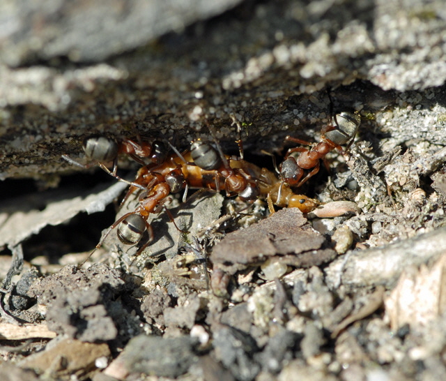 Waldameise Formica spec. Mrz 2012 Bienen FFH Reliktwald Ost NIKON 072
