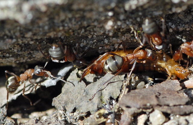 Waldameise Formica spec. Mrz 2012 Bienen FFH Reliktwald Ost NIKON 073