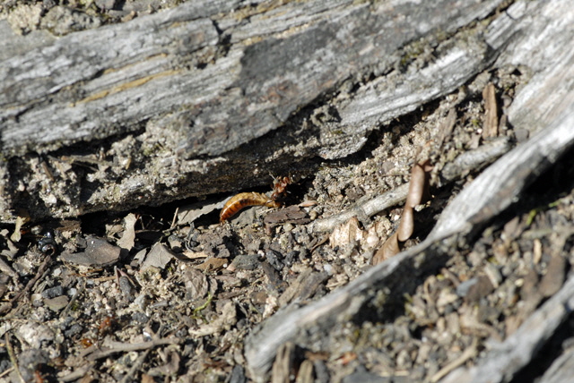 Waldameise Formica spec. Mrz 2012 Bienen FFH Reliktwald Ost NIKON 070