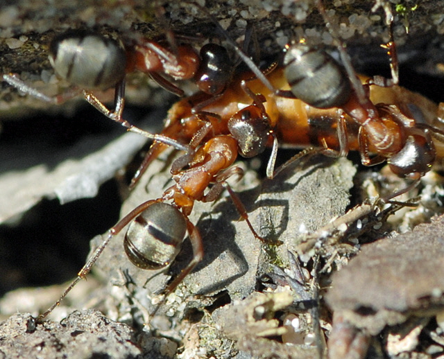 Waldameise Formica spec. Mrz 2012 Bienen FFH Reliktwald Ost NIKON 072a