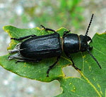 Waldbock (Spondylis buprestoides) 2 kl.