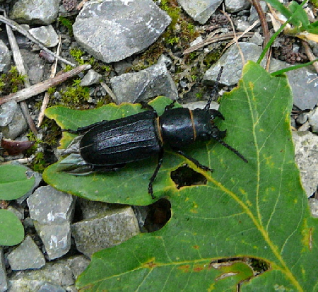 Waldbock (Spondylis buprestoides) Juli 2012 Kiefernabholzung in FFH West u. Käfer 047 Waldbock (Spondylis buprestoides) Juli 2012 Kiefernabholzung in FFH West u. Käfer 047