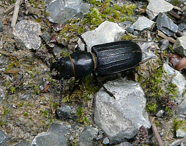 Waldbock (Spondylis buprestoides) Juli 2012 Kiefernabholzung in FFH West u. Kfer 044