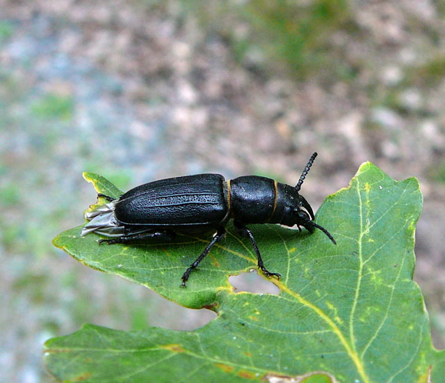 Waldbock (Spondylis buprestoides) Juli 2012 Kiefernabholzung in FFH West u. Kfer 052