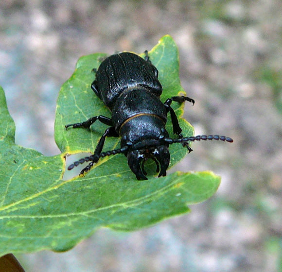 Waldbock (Spondylis buprestoides) Juli 2012 Kiefernabholzung in FFH West u. Kfer 053