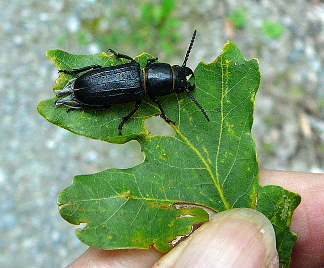 Waldbock (Spondylis buprestoides) Juli 2012 Kiefernabholzung in FFH West u. Kfer 051