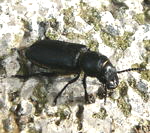 Waldbock (Spondylis buprestoides) kl.