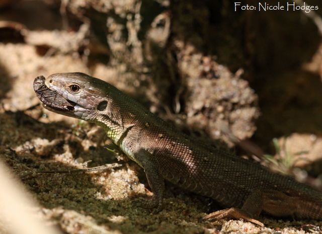 Waldeidechse (Zootoca vivipara) April09-HttenfelderWald-Sandne-1_N