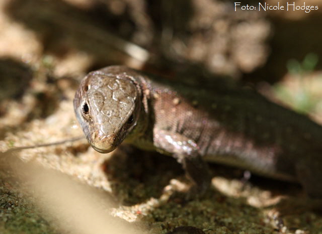 Waldeidechse (Zootoca vivipara)-April09-HttenfelderWald-Sandne-3_N