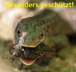 Waldeidechse (Zootoca vivipara) kl