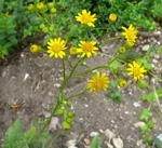 Wasser-Greiskraut (Senecio aquaticus) kl.