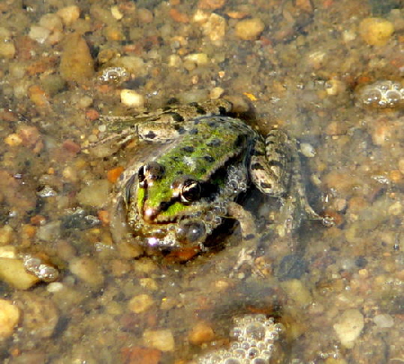Wasserfrosch 10.8.08_Uhlstaedt_Elbe_Priepert 085