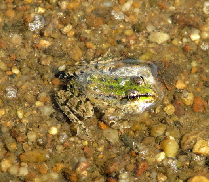 Wasserfrosch 10.8.08_Uhlstaedt_Elbe_Priepert 088