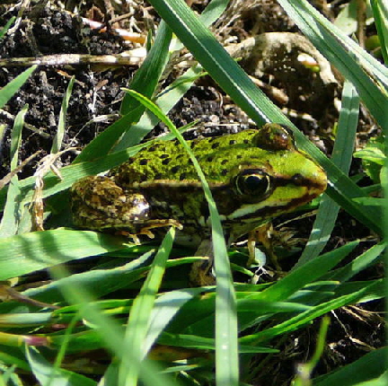 Wasserfrosch 13.8.08_Priepert_Naturschutzgebiet_MecklenurgischeSeenplatte 052
