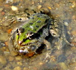 Wasserfrosch 3 kl.