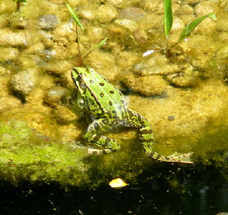 Wasserfrosch Mai 2008 Httenfeld Wildblumen 088