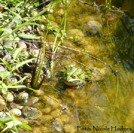 Wasserfrosch v.N. Jan 09 Vgel N. 062