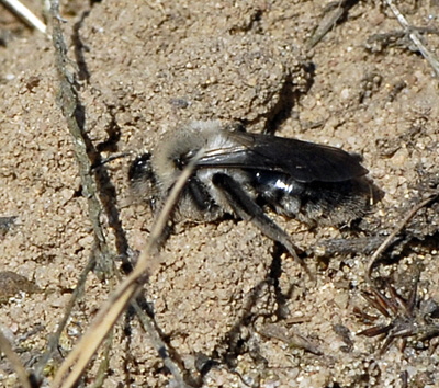 Weiden-Sandbiene Andrena vaga Mrz 2012 Bienen FFH Reliktwald Ost NIKON 020