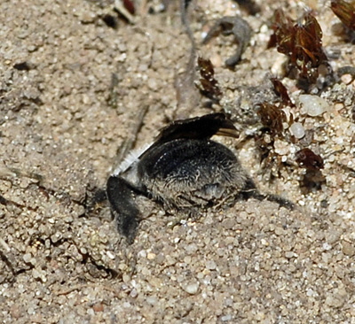 Weiden-Sandbiene Andrena vaga Mrz 2012 Bienen FFH Reliktwald Ost NIKON 029