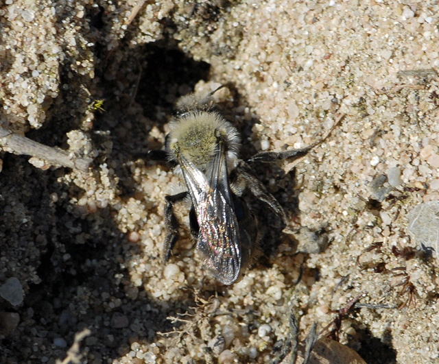 Weiden-Sandbiene Andrena vaga Mrz 2012 Bienen FFH Reliktwald Ost NIKON 032