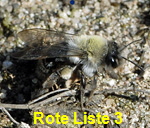 Weiden-Sandbiene Andrena vaga kl.