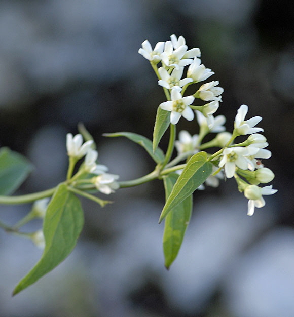 Weie Schwalbenwurz (Vincetoxicum hirundinaria) 2012-07-09 Balingen Lochen etc. NIKON 247
