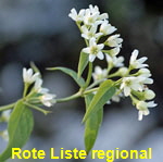 Weie Schwalbenwurz (Vincetoxicum hirundinaria) kl.