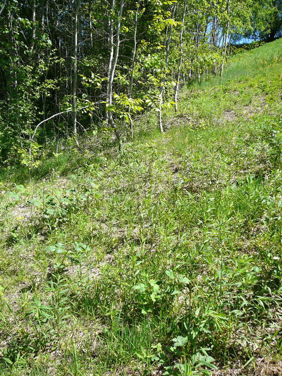 Weies Waldvglein (Cephalanthera damasonium) Mai 2011 Bensheim Zell und Gronau Orchideen 114