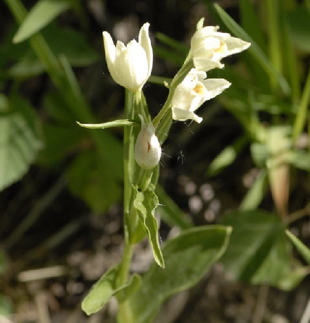 Weies Waldvglein (Cephalanthera damasonium) Mai 2011 Bensheim Zell und Gronau Orchideen NIKON 035